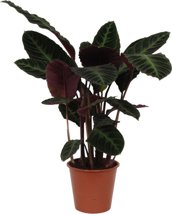 Pauwenplant/schaduwplant met paars groene bladeren, 80 cm hoog, Ø24cm, Calathea warscewiczii
