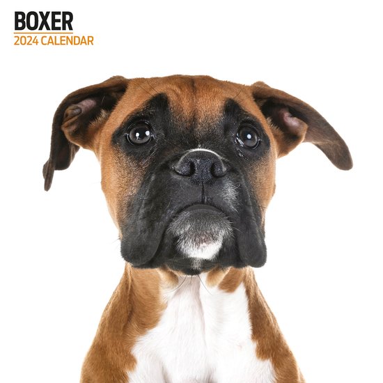 Boxer Kalender 2024 Modern