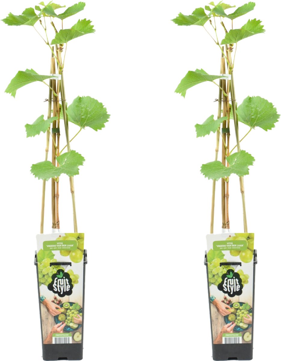 Bloomique - Set van 2 - Vitis Vinifera Vroege van der Laan - Druivenplant - Witte Druiven - Fruitplanten - Tuinplanten - Winterhard - Hoogte 50-70 cm - Pot 15 cm