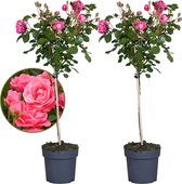 Plante en Boite - Rosa Palace Topkapi - Set de 2 - Rosier standard vivace - Pot 19cm - Hauteur 80-100cm