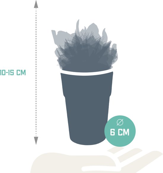 Megamix 15 pièces - Cactus et succulentes 5,5 cm en pot mexicain