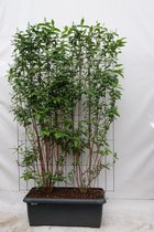 Struiken – Bruidsbloem (Deutzia magn Nancy) – Hoogte: 180 cm – van Botanicly