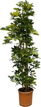Trendyplants - Schefflera Gold Capella struik - Kamerplant - Hoogte 150-170 cm - Potmaat Ø30cm