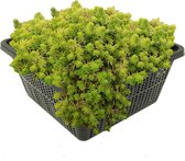 vdvelde.com - Naaldkruid - 4 stuks - Crassula Recurva - Zuurstofplant - Volgroeide hoogte: 10 cm - Plaatsing: -1 tot -80 cm
