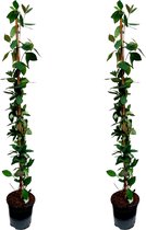 Lonicera x Heckrotti American Beauty - Set de 2 - Chèvrefeuille - Plante Grimpante - Rustique - Pot 17cm - Hauteur 110-120cm