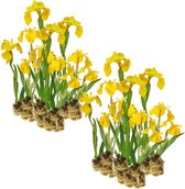 vdvelde.com - Gele Lis - Iris Pseudacorus - Voor ca. 2,5 m² - 30 losse filterplanten - Voor vijver plantenfilters - Winterharde Vijverplanten - Van der Velde Waterplanten