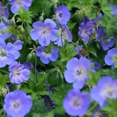 Set van 6 Geranium 'Rozanne' - Ooievaarsbek Planten in 9x9cm pot – Ideaal voor 1 m² Tuin