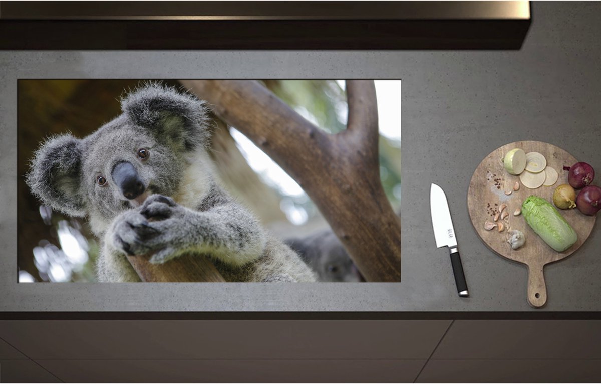 Inductieplaat Beschermer - Australische Koala in een Boom - 95x51 cm - 2 mm Dik - Inductie Beschermer - Bescherming Inductiekookplaat - Kookplaat Beschermer van Zwart Vinyl