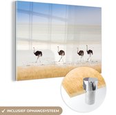 MuchoWow® Glasschilderij 180x120 cm - Schilderij acrylglas - Struisvogels in de natuur foto - Foto op glas - Schilderijen