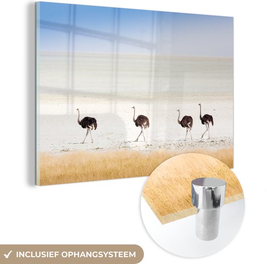 Glasschilderij - Struisvogels in de natuur foto - Plexiglas Schilderijen