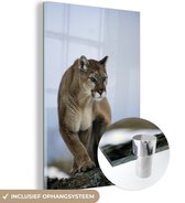 Puma on rock Glas 40x60 cm - Tirage photo sur Glas (décoration murale en plexiglas)