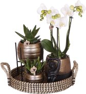 Cadeau-Tip! Kamerplantenset, Koperkleurige sierpotten met Phalaenopsis Orchidee + diverse Cuccelenten, op een rond dienblad