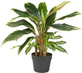 HTT Decorations - Plante artificielle à feuilles larges Cordyline H65cm