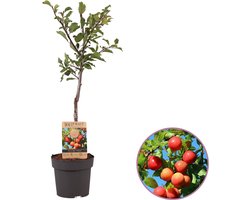 Pruimenboom, Prunus domestica 'Victoria', fruitboom, 70 - 95 cm, zelfbestuivend, winterhard