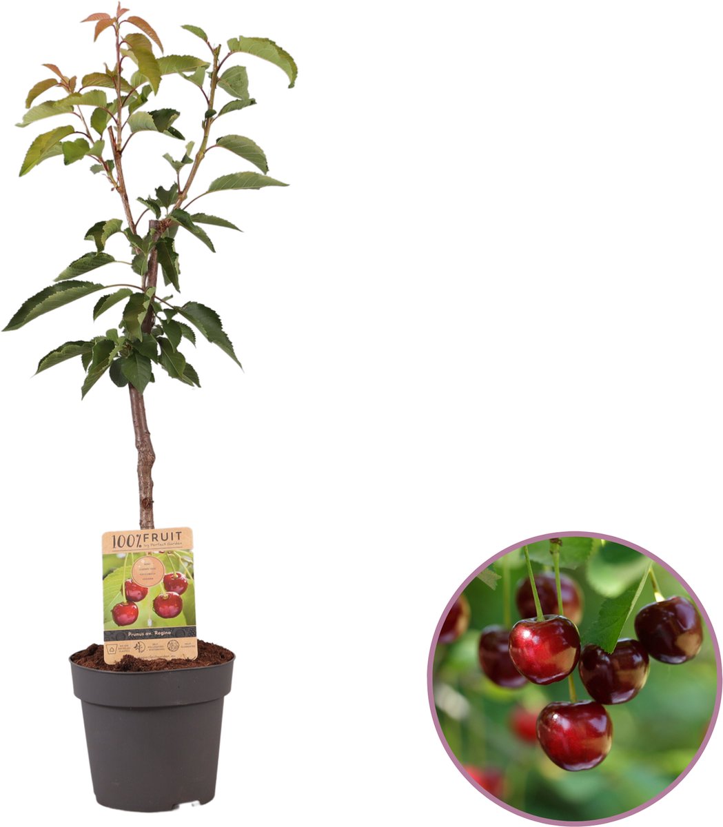 Kersenboom, Prunus avium 'Regina', hoogte 70 - 90 cm - fruitboom - zelfbestuivend - winterhard