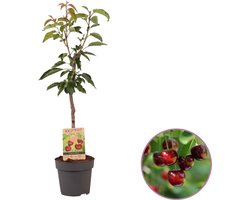Kersenboom, Prunus avium 'Regina', hoogte 70 - 90 cm - fruitboom - zelfbestuivend - winterhard