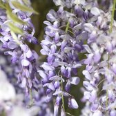 Plantenboetiek.nl | Wisteria Sinensis 'from Seed' - Ø17cm - 75cm hoog - Tuinplant