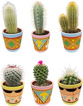 Set van 6 Cactussen Veelkleurig ong. 5-12 cm hoog - Urban Jungle gevoel van Botanicly