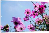 Tuinposter – Paarse Cosmea Bloemen met Heldere Lucht als Achtergrond - 150x100 cm Foto op Tuinposter (wanddecoratie voor buiten en binnen)