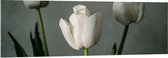 Acrylglas - Witte Tulpen Op Lange Stengels voor Grijze Achtergrond - Bloemen - 150x50 cm Foto op Acrylglas (Met Ophangsysteem)