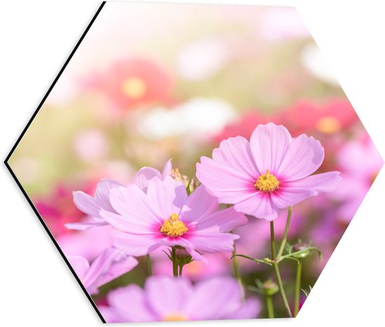 Dibond Hexagon - Cosmea Bloemen in een Veld bij Fel Daglicht - 40x34.8 cm Foto op Hexagon (Met Ophangsysteem)