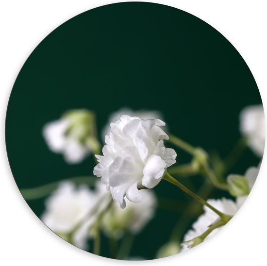 Dibond Muurcirkel - Close Up Van Kleine Witte Bloemen met Wazige Donker Groene Achtergrond - 120x120 cm Foto op Aluminium Muurcirkel (met ophangsysteem)