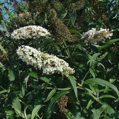Buddleja davidii 'White Profusion' C2 20-30 cm - Bladverliezend - Bloeiende plant - Geurend - Informele haag - Insectenlokkend