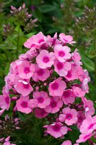 3 stuks | Phlox (P) Pink Flame P9 cm