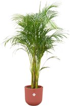 Green Bubble - Dypsis Lutescens (Areca palm) inclusief elho Jazz Round tuscan red Ø26 - 140cm