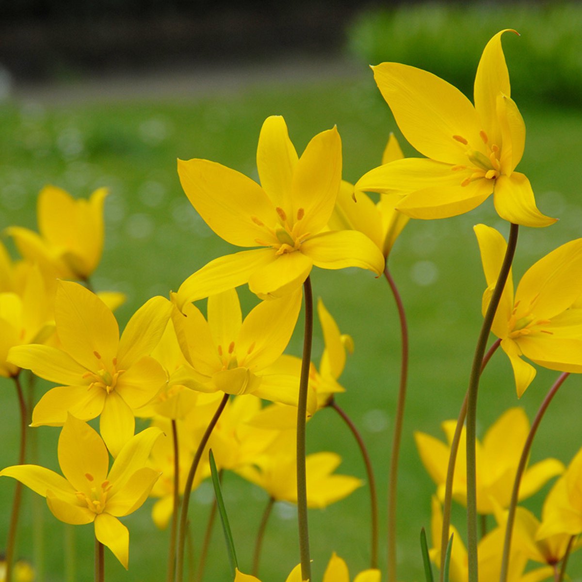 Tulp sylvestris | 10 stuks | Specie | Geel | Tulpenbollen