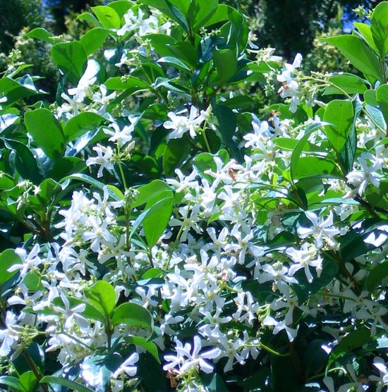 Trachelospermum Jasminoides - Jasmin étoilé 50-60 cm pot
