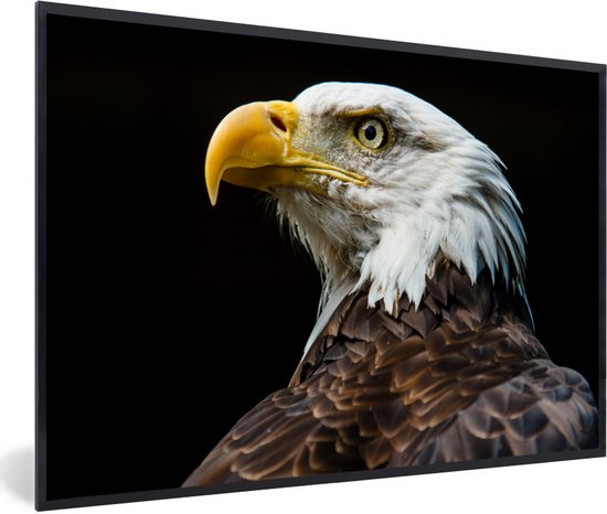 Cadre photo avec affiche - Aigle - Vogel - Yeux - Bec - 30x20 cm - Cadre pour affiche