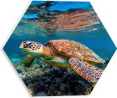 PVC Schuimplaat Hexagon - Schildpad zwemt door de zee heen met onderwater planten - 30x26.1 cm Foto op Hexagon (Met Ophangsysteem)