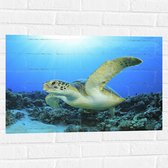 Muursticker - Zwemmende Zeeschildpad bij Koraal op Zeebodem van Heldere Oceaan - 75x50 cm Foto op Muursticker
