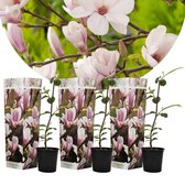 Plant in a Box - Magnolia Soulangea - Set van 3 - Brede struik/Kleine boom Winterhard - Roze bloemen - Pot 9cm - Hoogte 25-40cm