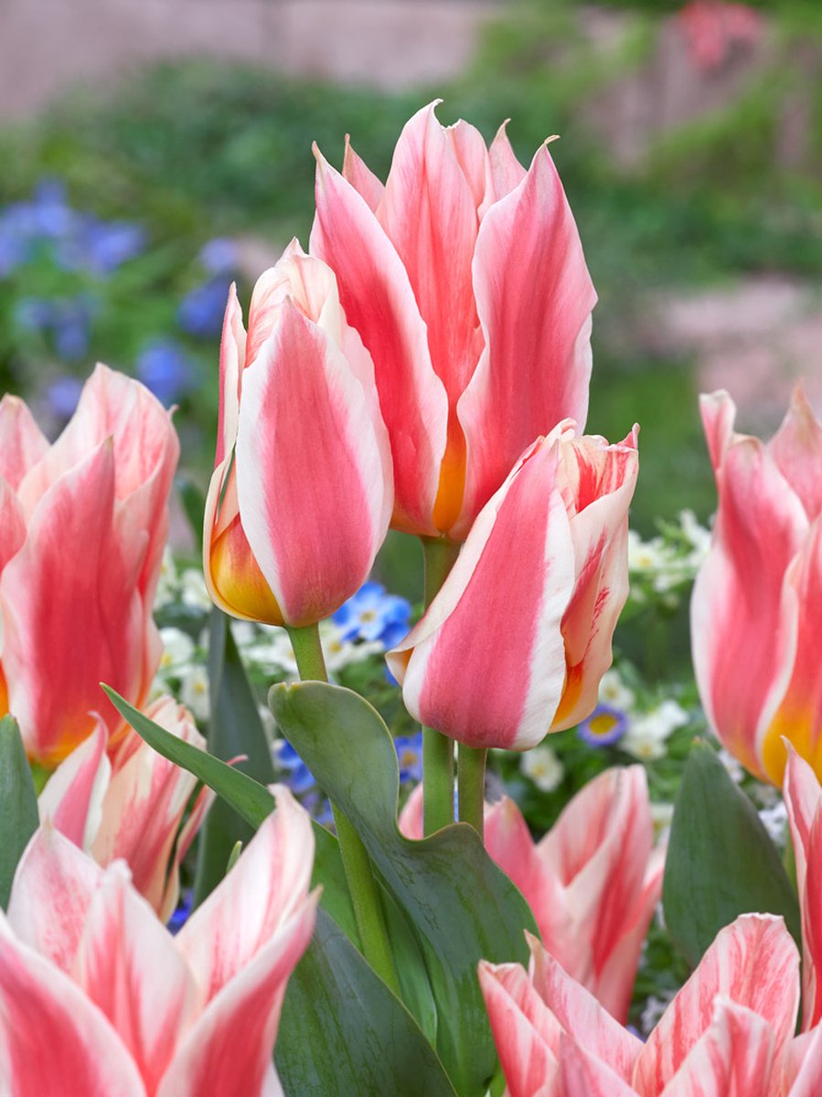 25x Tulpen 'Quebec' - BULBi® Bloembollen met bloeigarantie