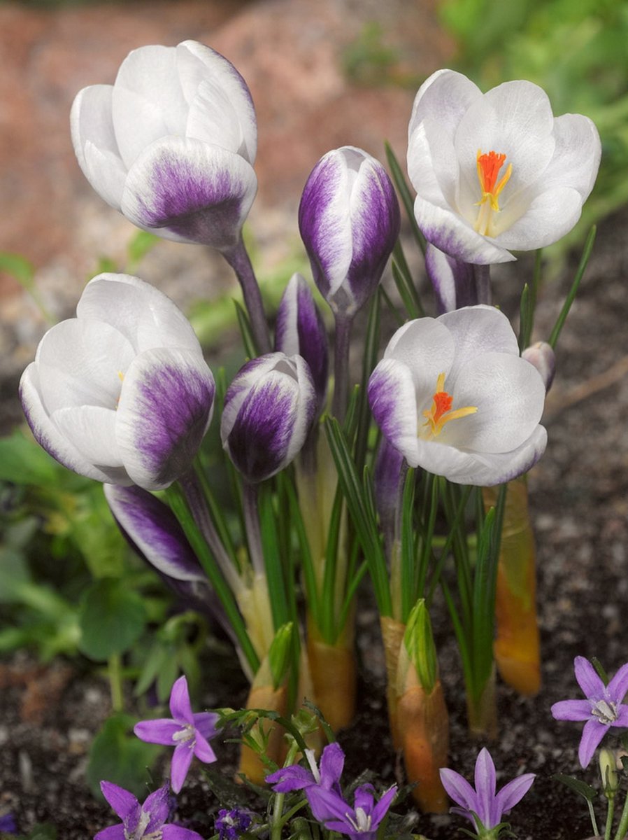 25x Crocus 'Lady killer chrysanthus' - BULBi® Bloembollen met bloeigarantie