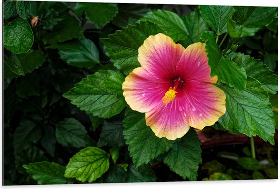 Dibond - Roze Chinese Roos met Gele Rand Tussen Bladeren - Bloemen - 105x70 cm Foto op Aluminium (Met Ophangsysteem)