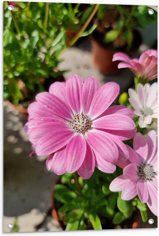 Tuinposter – Bloem margriet roze met witte binnenkant en lichtere bloem op achtergornd - 60x90 cm Foto op Tuinposter (wanddecoratie voor buiten en binnen)