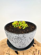 Moerasbak 'Karel' - met Dionaea Muscipula | ⌀22x17cm | Uniek en ontzettend leerzaam | Perfect voor een levendige tuin