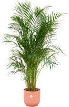 Green Bubble - Dypsis Lutescens (Areca palm) inclusief elho Vibes Fold Round roze Ø30 - 180cm