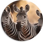 Dibond Muurcirkel - Drietal Nieuwsgierige Zebra's - 40x40 cm Foto op Aluminium Muurcirkel (met ophangsysteem)