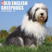 Bobtail / Old English Sheepdog Kalender 2024