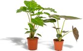 Tropische kamerplanten set - Alocasia Wentii, 60cm, ø19 + Alocasia Portodora 75cm, ø21 - Makkelijke kamerplanten - Tropische planten - Luchtzuiverend - Vers van de kwekerij