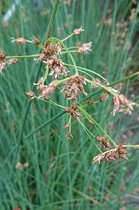 Mattenbies (Scirpus lacustris) - Vijverplant - 3 losse planten - Om zelf op te potten - Vijverplanten Webshop
