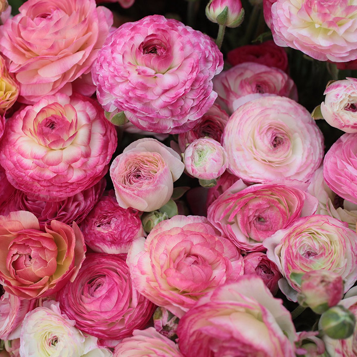 Ranunculus picotee Pink | 10 stuks | Roze | Snijbloem
