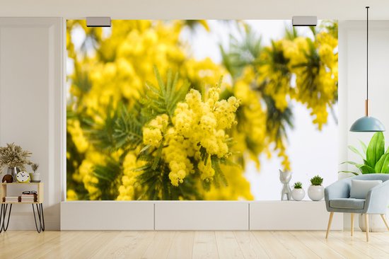 Papier peint photo en vinyle - Une fleur de mimosa jaune largeur 450 cm x hauteur 300 cm - Tirage photo sur papier peint (disponible en 7 tailles)