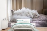 Behang - Fotobehang Witte Perzische kat die op rug ligt - Breedte 390 cm x hoogte 260 cm