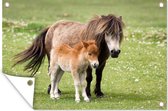 Tuinposter - Tuindoek - Tuinposters buiten - Shetland pony met veulen - 120x80 cm - Tuin