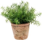 Kunstplant Asparagus 24 cm in pot groen